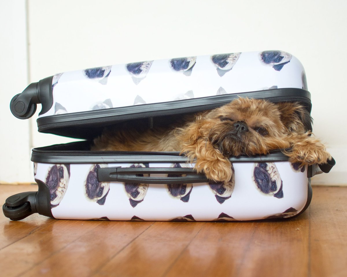 That feeling when you're posing for a picture in a suitcase but then you lay down and the suitcase closes and this is what life is like.