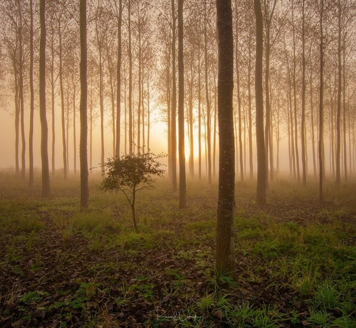 RichardClough1's tweet photo. Great misty morning to be out shooting woodland 😊 #hpow #woodlandphotography #autumn @manfrotto_uk @SigmaImagingUK #Nikon https://t.co/Ypikpxzud1