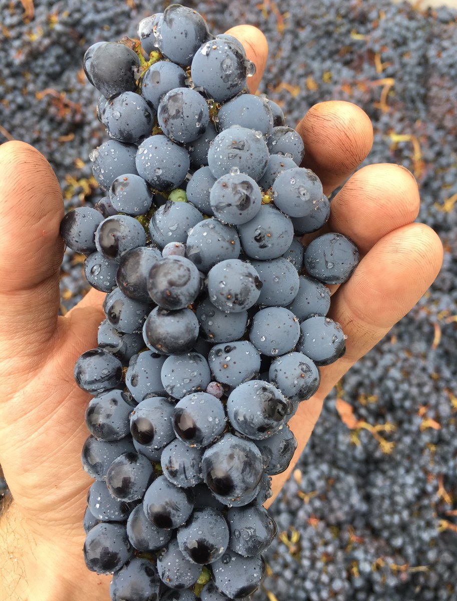 Today's crush: Cabernet from Yountville in Napa #winelover