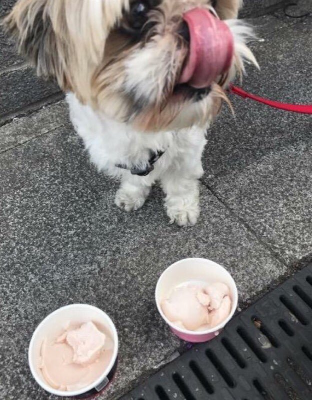 PawsintheVale's tweet photo. We've been on a #dogfriendly guide of Llantwit Major, eat, shop &amp; stay with your dog - there's even doggy ice cream https://t.co/op30s2Y8nE https://t.co/n5Tmv5TVaX