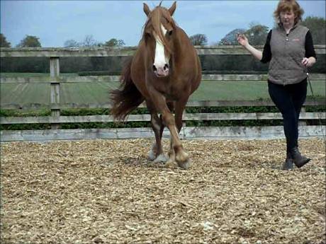 For the equestrians amongst you, my client still has space on her Liberty Training day 30 Sep bit.ly/2xcuuVS #worcestershirehour