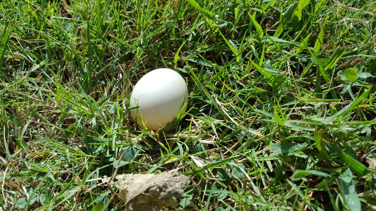 ESU_CS_Ryan's tweet photo. Hey @emporiastate, are the ducks laying or did Easter come early? https://t.co/afi8Fcskd7