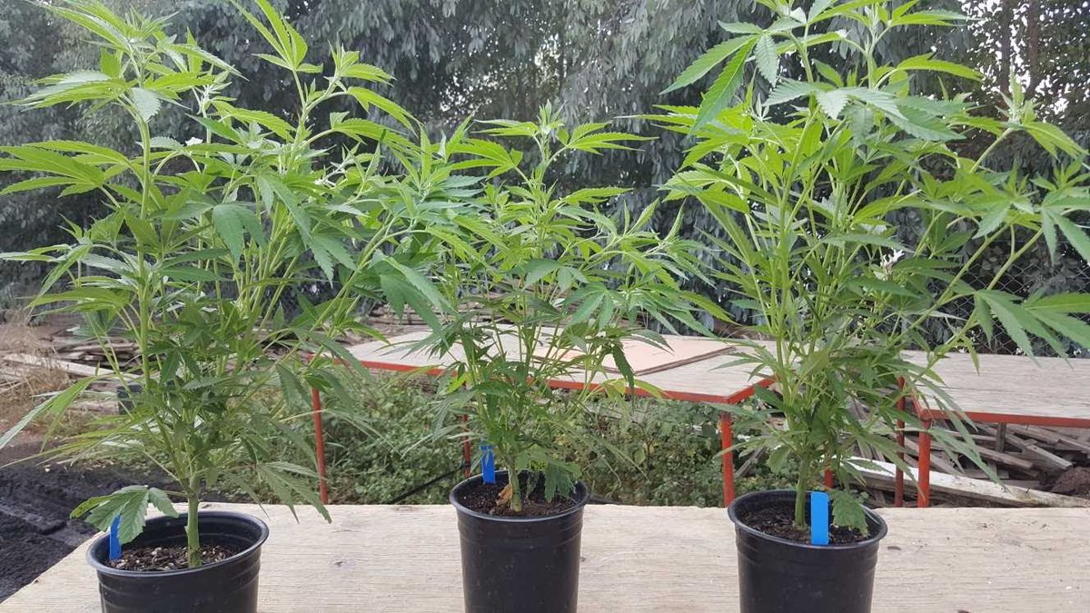 ClonesBros's tweet photo. Stay Liiiiiifted 😙💨 @ClonesBros https://t.co/e1DjwZVyeA Call/Text today for clones/teens 562-265-9761 #clonesforsale #clonesla #laclones https://t.co/JVEv8tEMZ1