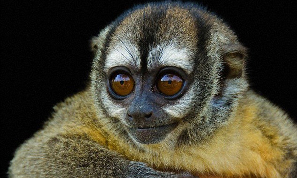 Ночные обезьяны. Мирикина обезьяна Южной Америки. Мирикина ночная обезьяна. Перуанская мирикина. Обыкновенная мирикина.