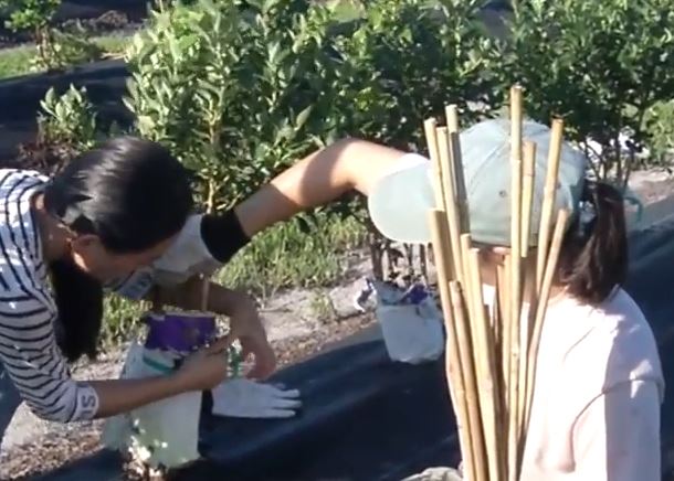 Hort. Sciences at UF (@ufhortsci) on Twitter photo Great Video! Students from <a href="/UF_IFAS/">UF IFAS Solutions</a> went out and made a difference for one farmer's recovery from #HurricaneIrma youtu.be/9EKFO3sf5EA Great Video! Students from <a href="/UF_IFAS/">UF IFAS Solutions</a> went out and made a difference for one farmer's recovery from #HurricaneIrma youtu.be/9EKFO3sf5EA
