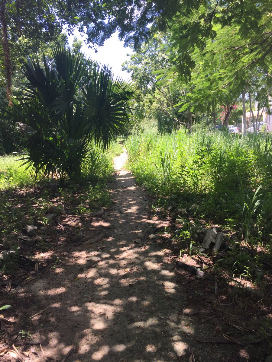 ojos_karito's tweet photo. @spmBenitoJuarez @vivocancun @VivoEnCancun @retioCUN creo que ya hace falta un chapeo en esta área Av. del bosque https://t.co/CZM14PhQr1