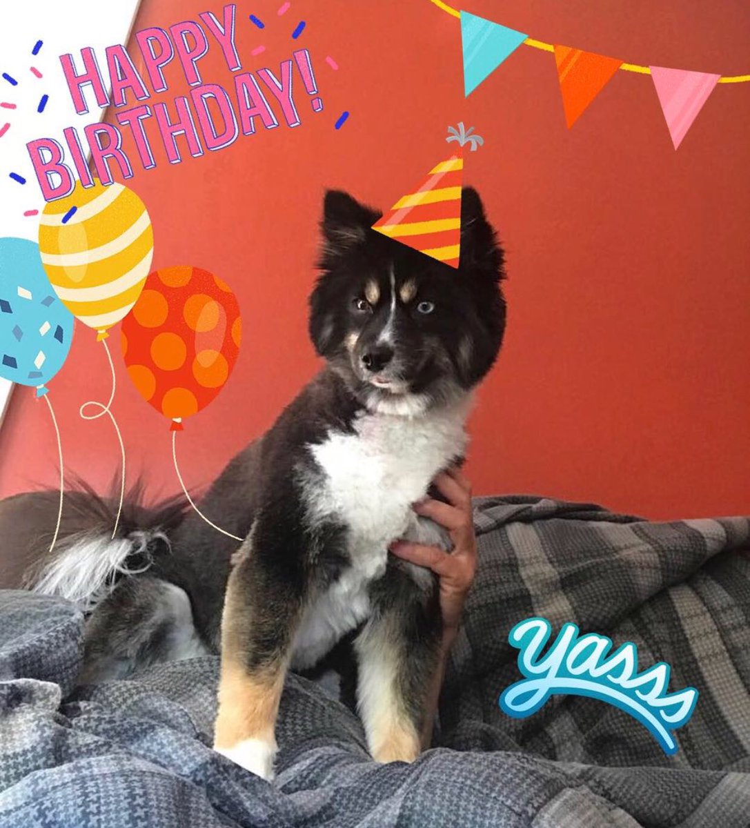 AlfredoFlores's tweet photo. It's my dogs birthday and she texted me this. Wow I miss her. https://t.co/jZC6jEPEu3