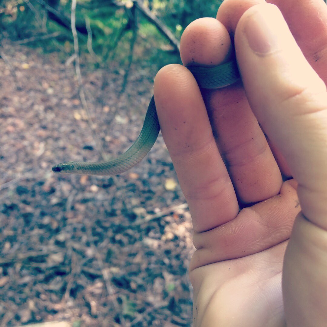 bradleyallf's tweet photo. Species 23: smooth earthsnake, found 3,000 feet from my apartment. #herpsoforangeCO #wildernesswithinwalkingdistance #herpsofnc https://t.co/StR6JdJmYj