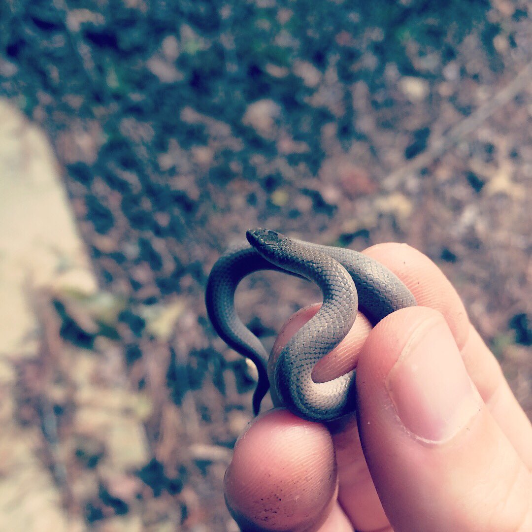 bradleyallf's tweet photo. Species 23: smooth earthsnake, found 3,000 feet from my apartment. #herpsoforangeCO #wildernesswithinwalkingdistance #herpsofnc https://t.co/StR6JdJmYj