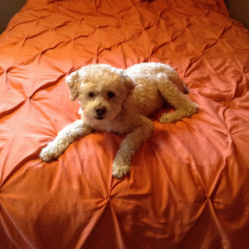 Finnegan (FKA Rufus) is loving his new life! Two fur brothers and a loving family, what more could you ask for?
#AdoptionAlumniMonday