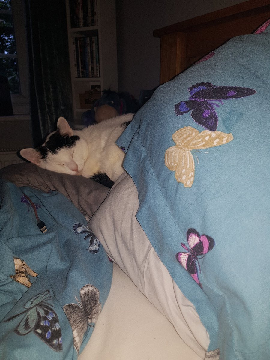 FrankieLouise89's tweet photo. Where i have been gone all day, he doesn't want to leave my side so this is how the night went โก
#cuddleswithkitty #affectionatecat #kitty https://t.co/4VZSSZBp7k