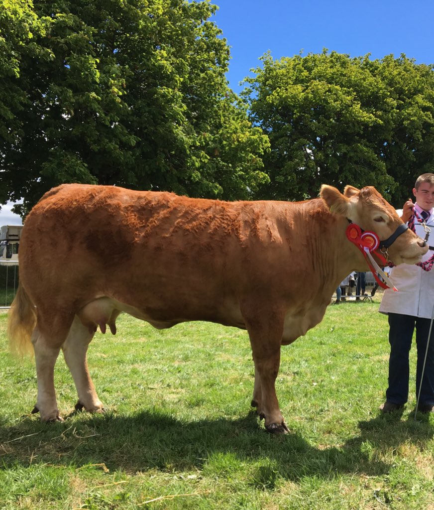 Irish Limousin On Twitter Going To National Ploughing