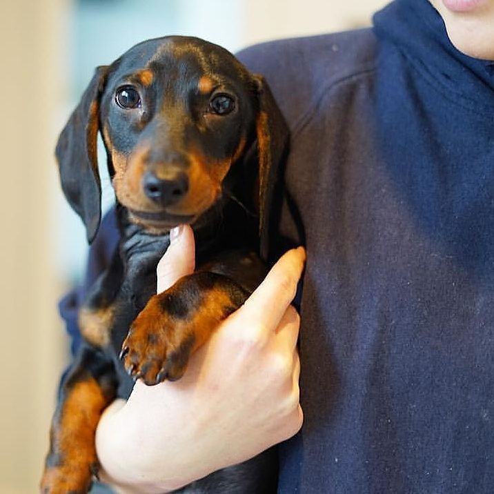 HugADachshund's tweet photo. Take me with you! 👅🐶 - @_normanthedoxie
▪▪▪
#Hugadachshund #dachshund #dachshunds #dachshundoftheday #dachshundsof… https://t.co/T7JPoKBRq2 https://t.co/Rnarz4Y48U