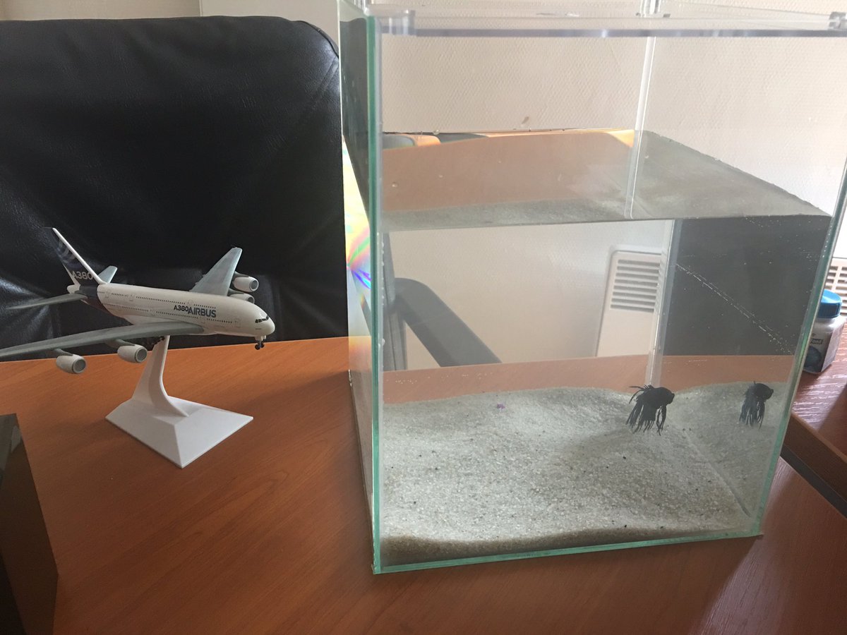 YoannDucuing's tweet photo. Un nouveau coloc de bureau amené par mon équipe! 🤔🐠 #pacothefish https://t.co/6MYiz58zQv
