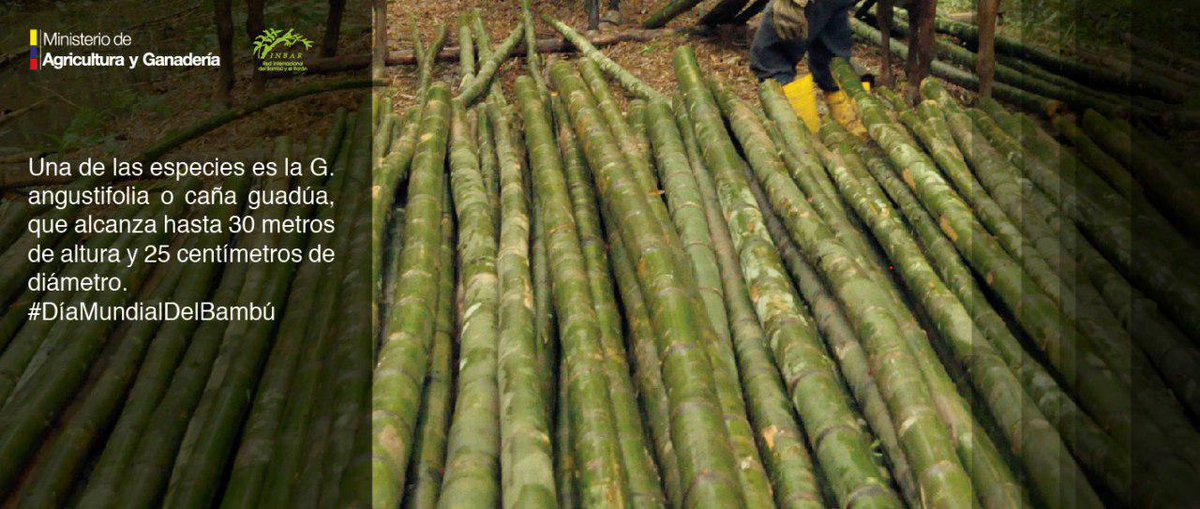 AgriculturaEc's tweet photo. En Ecuador están registradas 44 especies de bambúes, distribuidas en 7 géneros. #DíaMundialDelBambú
#SomosMAG https://t.co/hfy82QnCia
