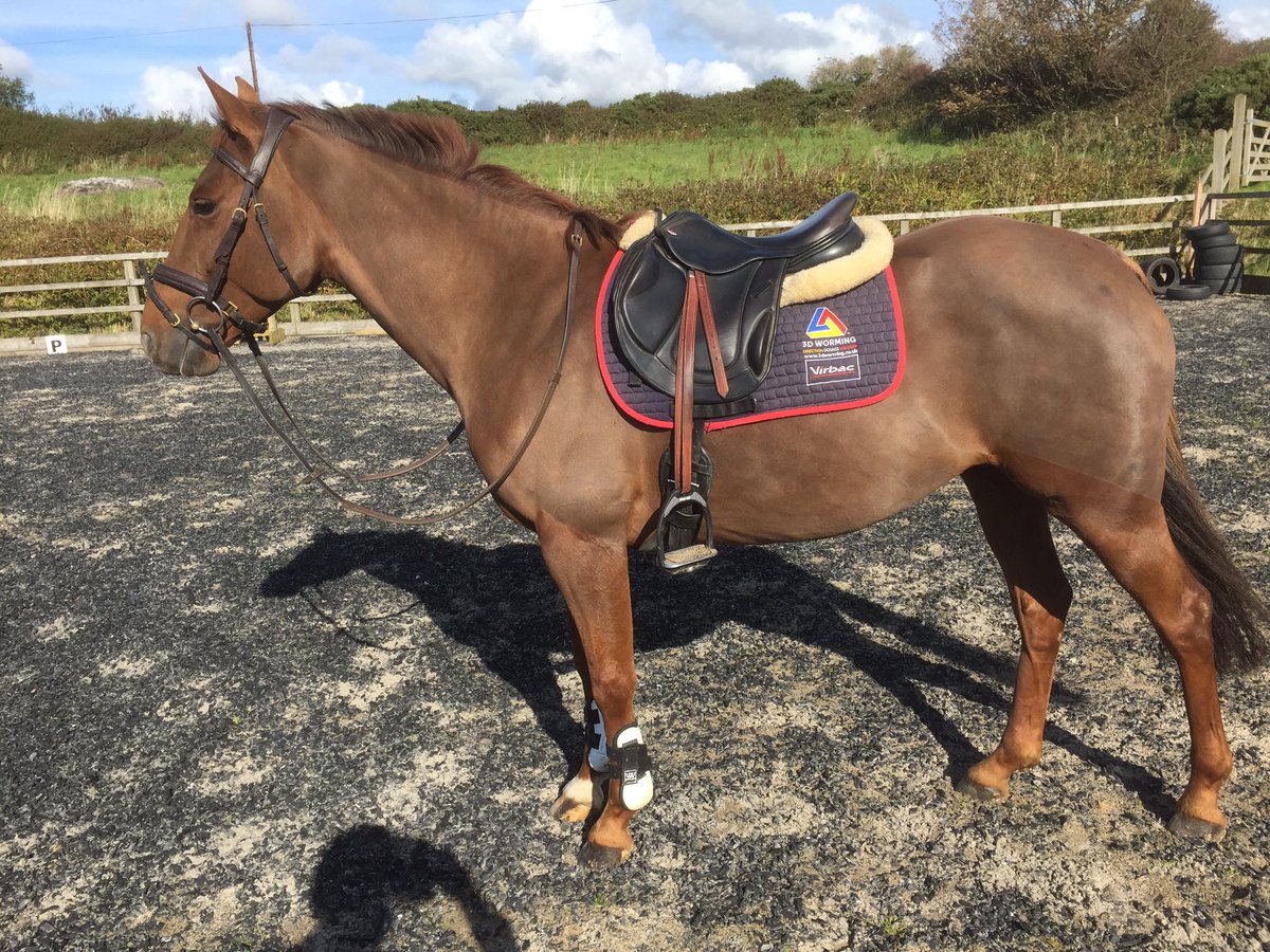 Shoestringevent's tweet photo. Clipped and looking forward to @bricky_horse on Saturday #ponypower https://t.co/hSETep00x5