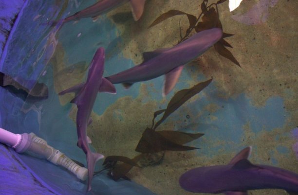 EdenPro_'s tweet photo. Flooded basements are one thing... but sharks? COME ON! https://t.co/OXIpaMtU1z https://t.co/300YRLqBD4