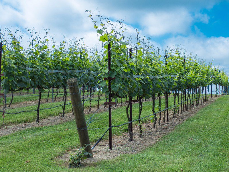 DiscoverDah's tweet photo. Trips to Discover features #Dahlonega as one of "10 Most Beautiful Mountain Towns in Georgia:" https://t.co/zPdwdNMcwA #visitdahlonega https://t.co/eiU729isrJ