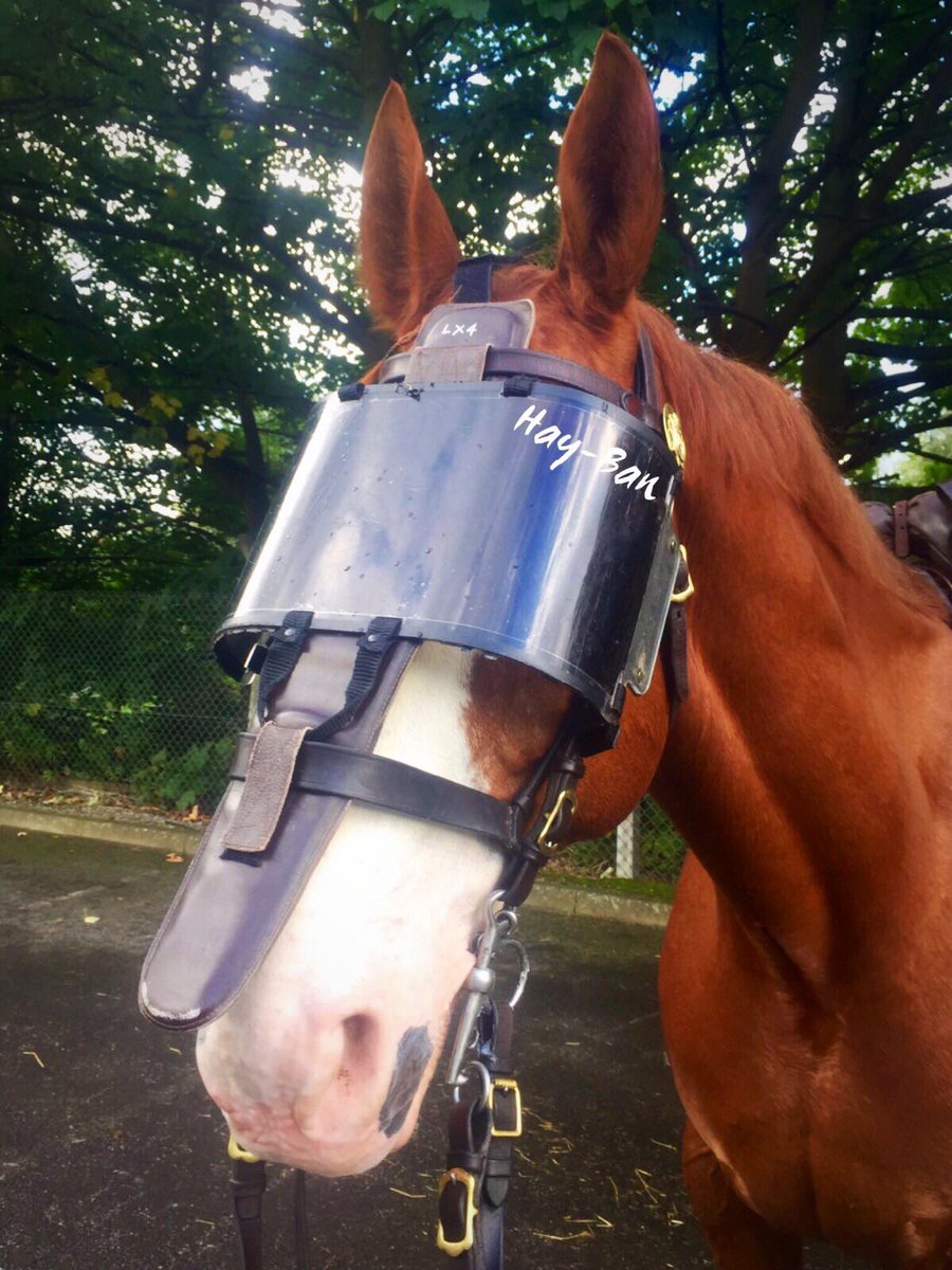 Cas2822's tweet photo. He survived eye cancer x2! Now Brunswick has a special UV visor for protection👍🏻The ultimate cool dude looking smart in his 'Hay-Bans'😎 https://t.co/5d5oOggJIh