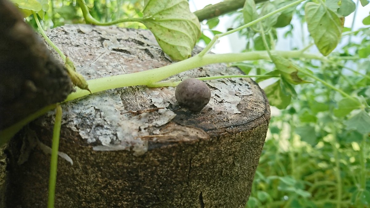 PolyTunnelDad's tweet photo. First gourmet mushroom in the tunnel. Grown on ash log. Inoculated 1.5 years ago #shiitake #polytunnel #mushroom #fungi https://t.co/34LiDufs89