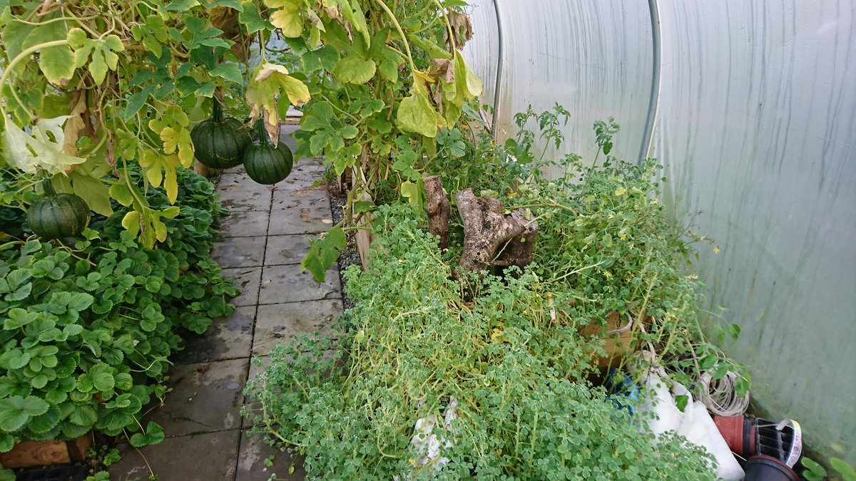 PolyTunnelDad's tweet photo. First gourmet mushroom in the tunnel. Grown on ash log. Inoculated 1.5 years ago #shiitake #polytunnel #mushroom #fungi https://t.co/34LiDufs89