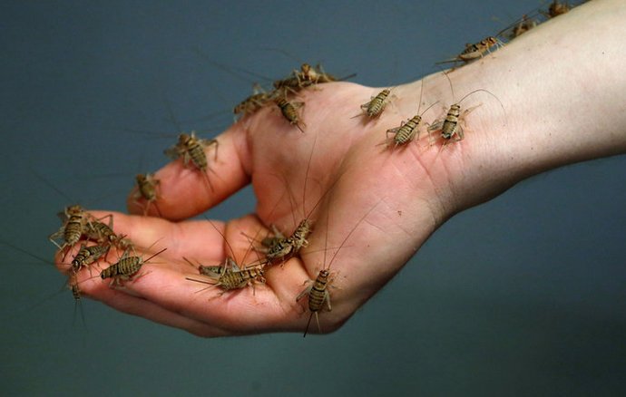 EdenPro_'s tweet photo. Dinner from your own backyard - This restaurant is now serving common garden bugs! https://t.co/GrlDjOCzb2 https://t.co/XB2I1fjAaZ