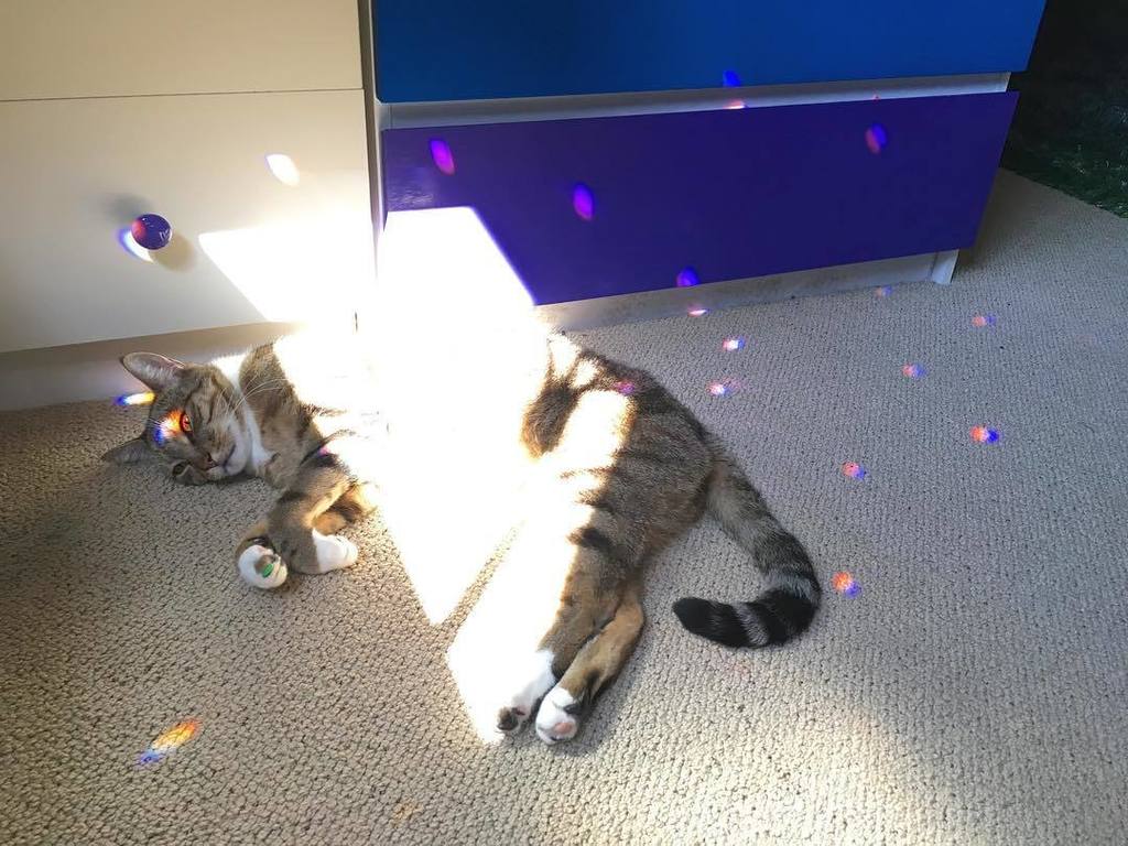 OffRainGirl's tweet photo. Orion in outer space! #rainbowgirl #officialrainbowgirl #cat #catdots https://t.co/4g53aiajoK https://t.co/sQ7WqbZLJZ