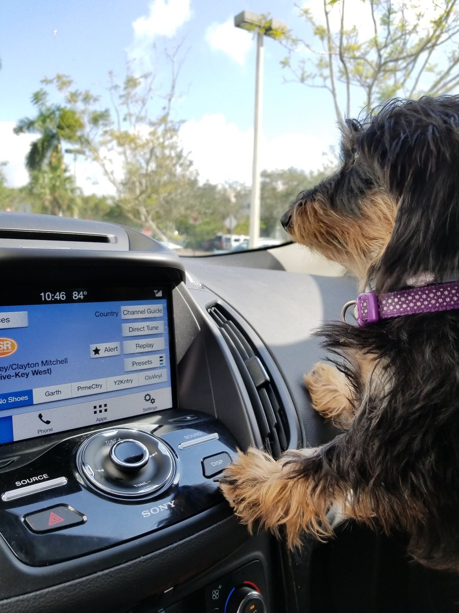 ScoutEuro's tweet photo. My navigator, DJ and aircon loving pup. #EuroScout #dogsoftwitter #dachshund @noshoesradio https://t.co/si2Lbj6NUG