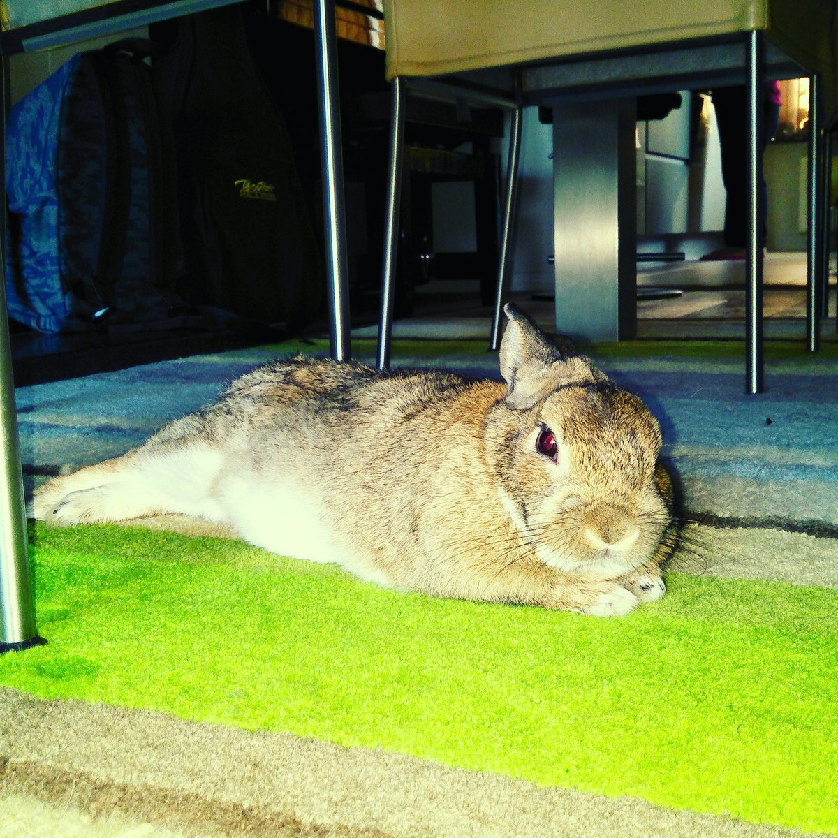 alpycat's tweet photo. Rocky the Rabbit chilling under the table 🐰 #petlover #animallover  #rockytherabbitsuperstar #loveallanimals #animalsrock #rabbitchilling https://t.co/PbsFoYJ0pd