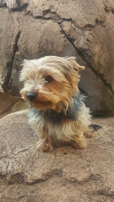 SAYorkieRescue's tweet photo. JHB,Randburg:Small #yorkshireterrier boy for adoption.13Months #yorkie male needs home.https://t.co/aXc90VQw9N #SAYorkieRescue #SAYRGauteng https://t.co/OuD0CdGBCN