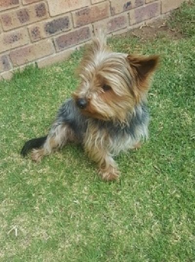 SAYorkieRescue's tweet photo. JHB,Randburg:Small #yorkshireterrier boy for adoption.13Months #yorkie male needs home.https://t.co/aXc90VQw9N #SAYorkieRescue #SAYRGauteng https://t.co/OuD0CdGBCN