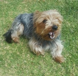 SAYorkieRescue's tweet photo. JHB,Randburg:Small #yorkshireterrier boy for adoption.13Months #yorkie male needs home.https://t.co/aXc90VQw9N #SAYorkieRescue #SAYRGauteng https://t.co/OuD0CdGBCN