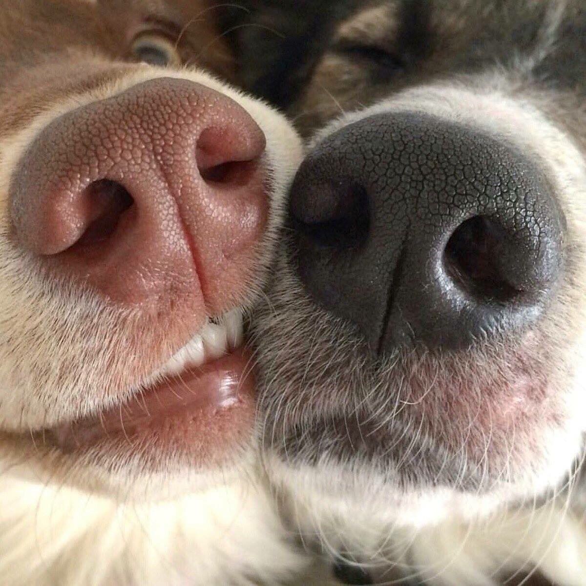 SaraDallArgine's tweet photo. @LanaParrilla good morning woman of Weekend 😉😉😉 3 party wow 😁😁😁 Always beautiful. . For you #SelfieDogs #Funny 😂😂😙😙😙 https://t.co/lSyDkbDVAY