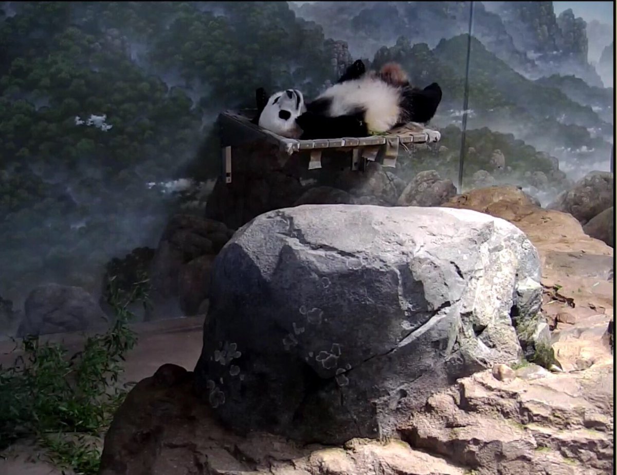 MadAboutBei's tweet photo. Oh it's such a #carefreeworld - @houseofcubs enjoying #MondayMorning 😄🐼😂 
don't need #MondayMotivation just yet😂🐼😘🐼 https://t.co/h68QmWJvGF