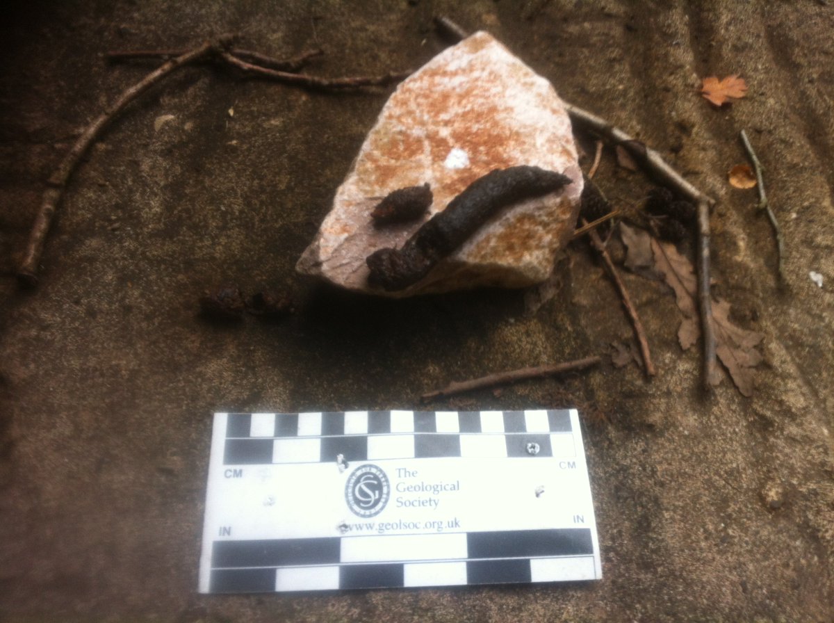 GarethFarr1's tweet photo. #otter #spraint on the #Nedern Brook today https://t.co/XRLCHmRBkG