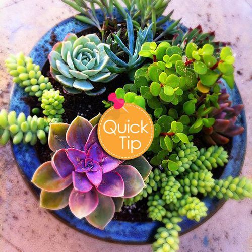 arizonapottery's tweet photo. Reduce daily waterings by planting drought resistant plants in your garden planters.  They thrive in dry soil.  #Potterytips #PotTip https://t.co/wYCIQ53AA6