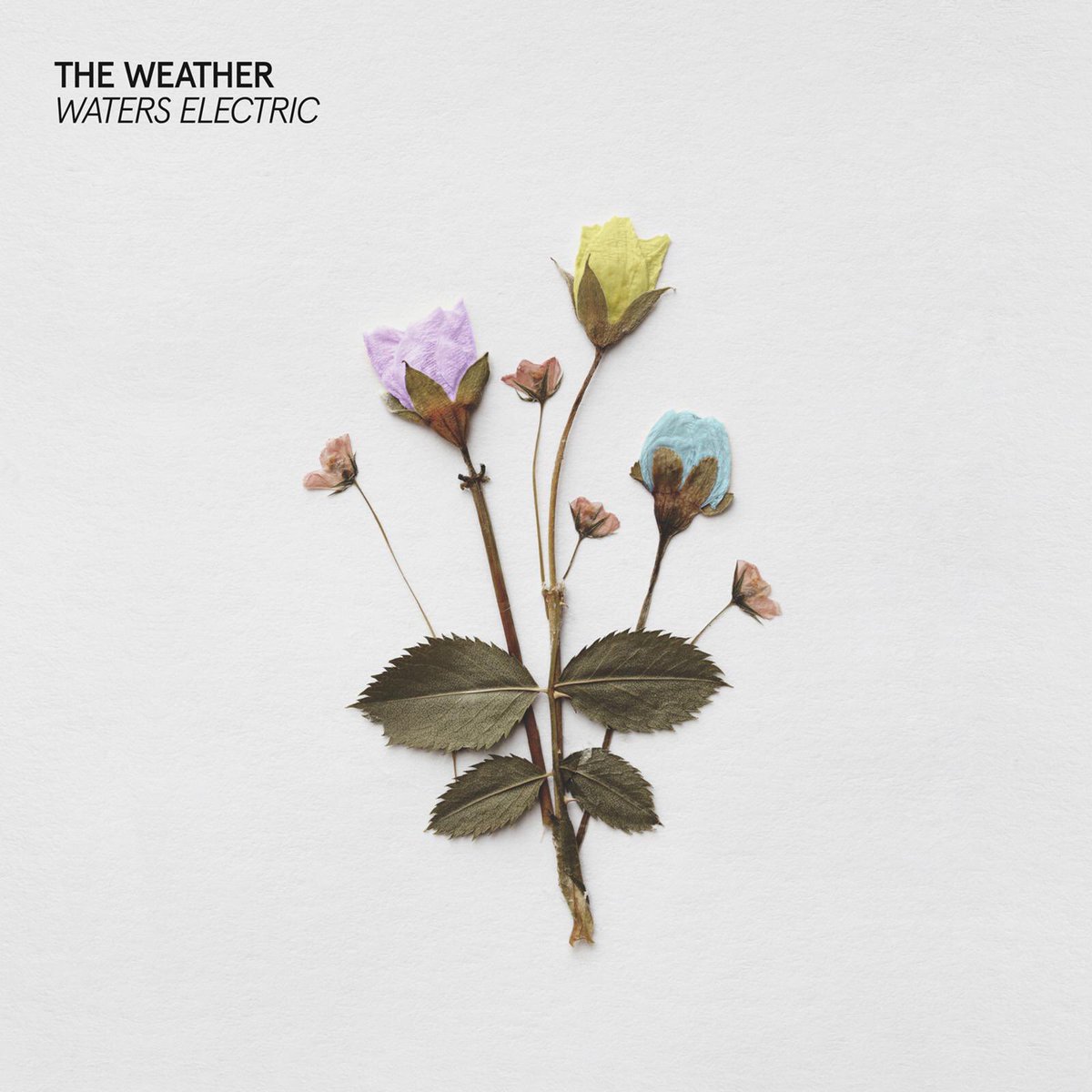 MusicWeeklyMW's tweet photo. Album of the Week:

“Waters Electric” by @theweatherband 

Hit the link below to listen and read the review!

https://t.co/gAKrJEPx9H https://t.co/j60hf1H1x0