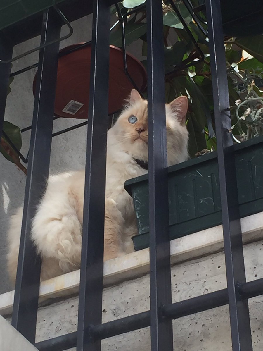 El_Baffo's tweet photo. Chi si addentra nel mio territorio senza permesso?
#gatto #bellavita #beatolui https://t.co/jk6TMitaVE
