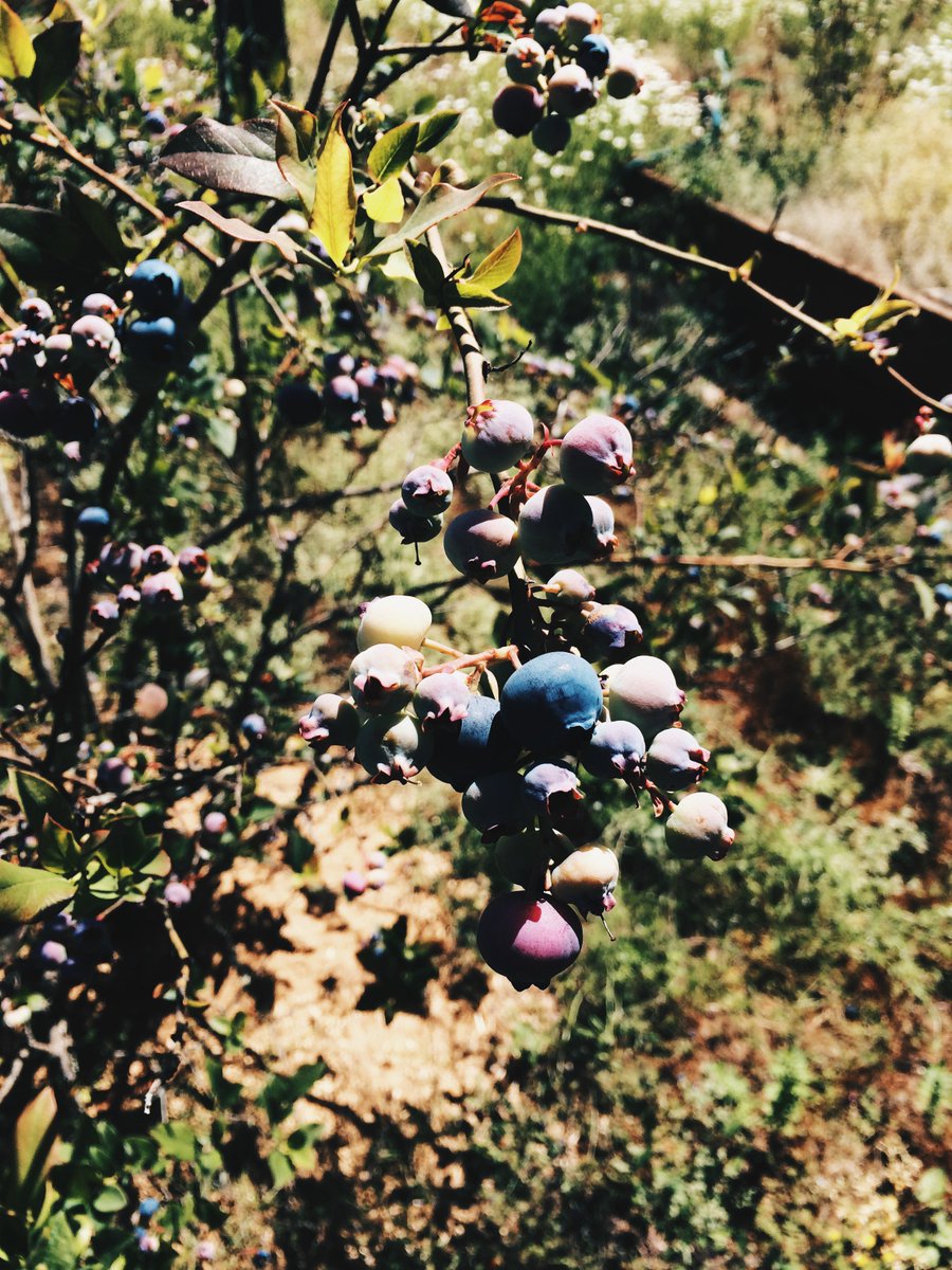 PNWPics1's tweet photo. Blueberries in North Plains, OR #fruit #homegrown #NationalCheeseburgerDay #blue #plantbased https://t.co/E0opEgnY7z