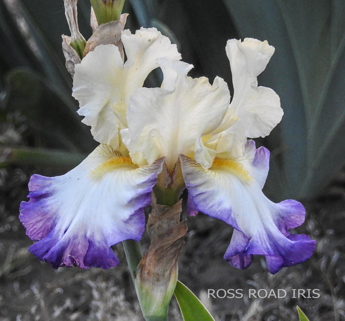 RossRoadIris's tweet photo. BROUHAHA - TB Iris #irises #rossroadiris #thegreenthumbery #ILoveIris https://t.co/yxE8bXgG68