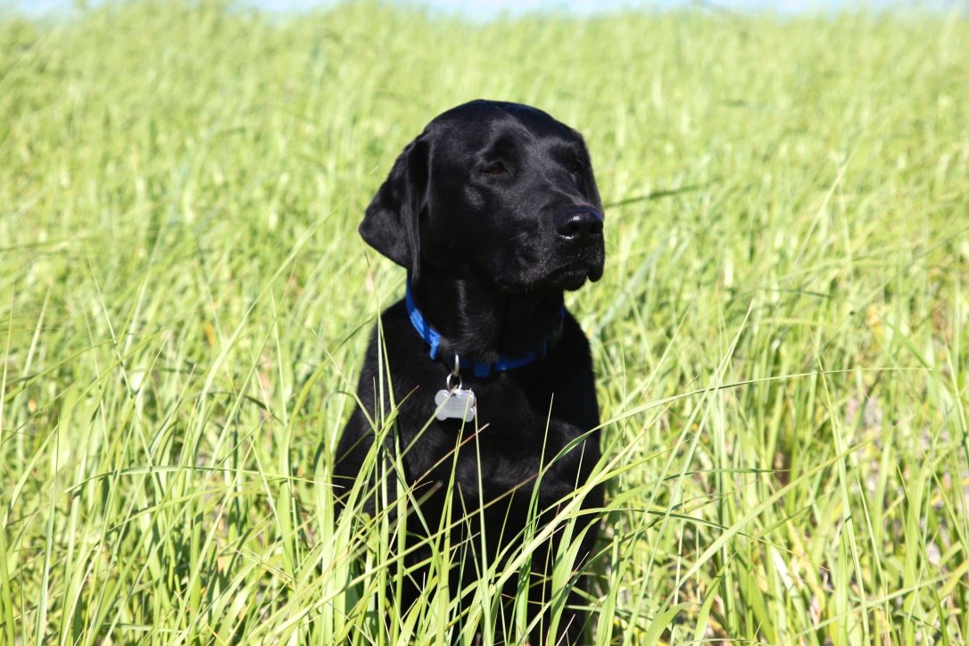 PNWPics1's tweet photo. Pup in a grass field in Oregon @Oregonian @TravelOregon #Puppies #grass #green #blacklab https://t.co/ulktqZ3XJd