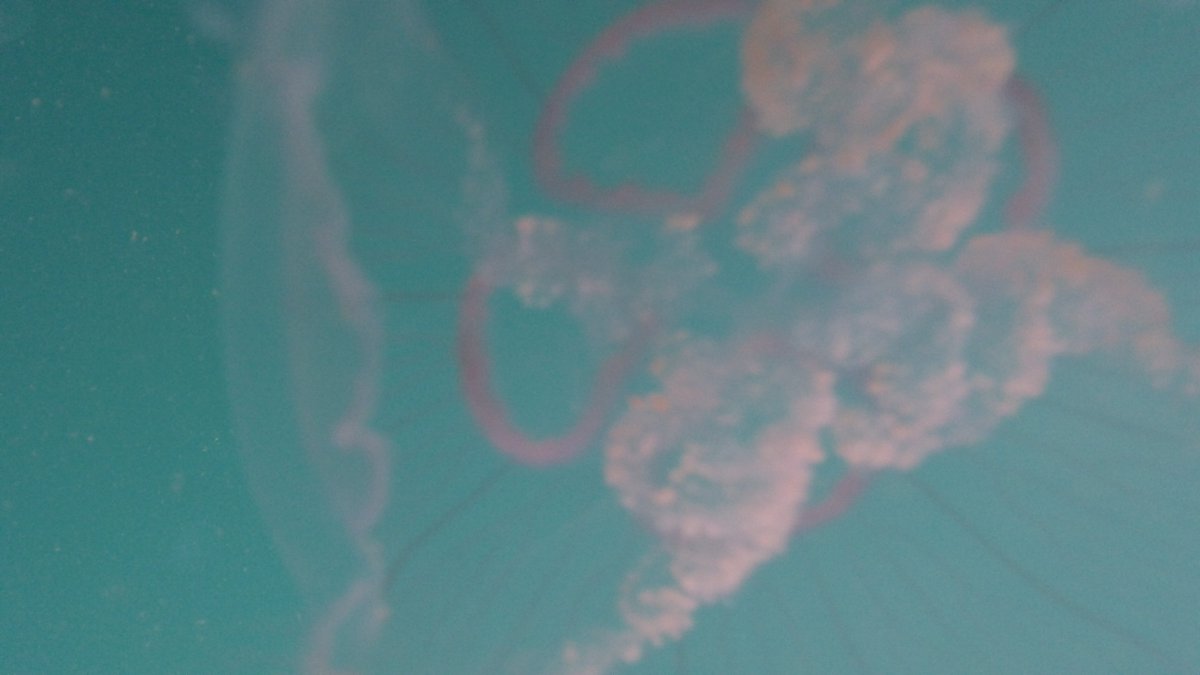VentureJet's tweet photo. #Moonjellyfish at #StJustinian off #StDavidscoast. https://t.co/oEVhzeqbFN