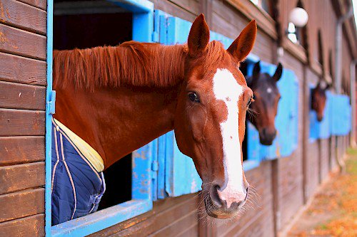 roderuk's tweet photo. Do you want your horse to look as happy as this one does ? Maybe you should get an #Equitent #Cavola riding hall from #Roder to keep warm... https://t.co/2XOHXdbSk9