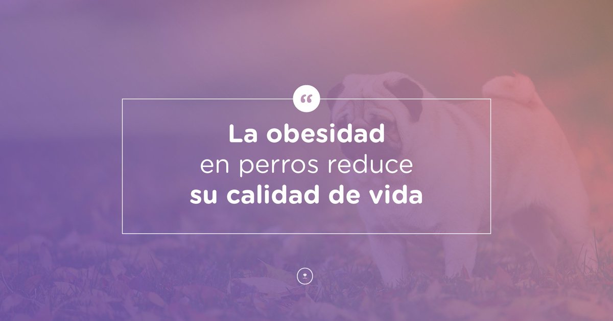 GuauPost's tweet photo. La obesidad en #perros reduce su calidad de vida. 🐶
> Más información en: https://t.co/Dkvc8IoJVF https://t.co/YJ4wf9rtMl