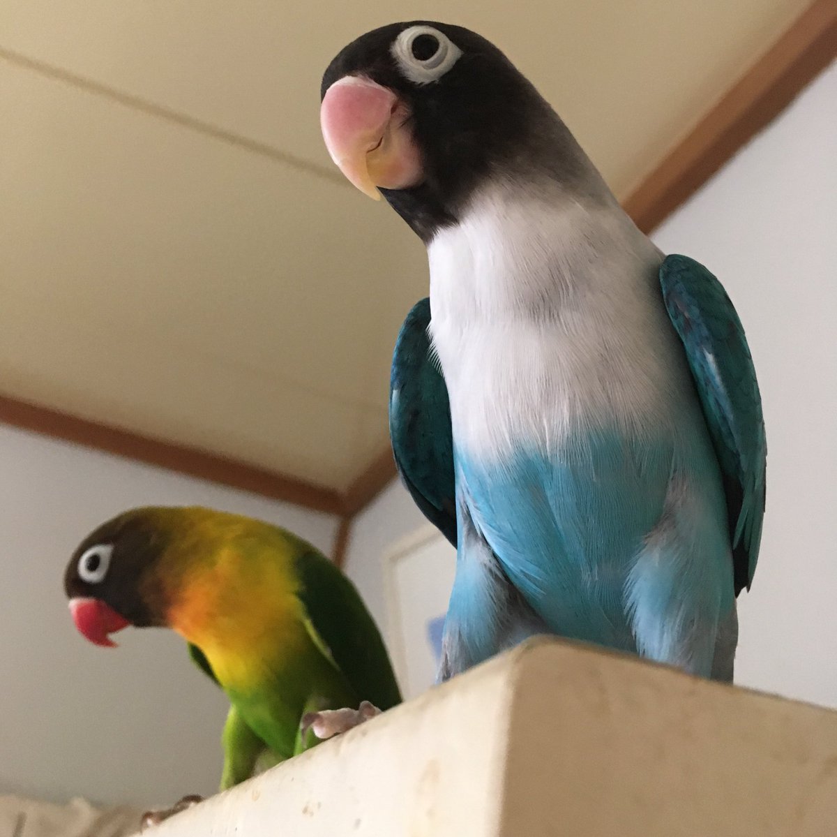 西荻窪 ミルチ 時短営業中は水 日定休日 Twitter પર 家にいる 看板猫ちゃいろの先輩達 筋肉を見せつけてるかの様ないでたちの ボタンインコ インコ ボタンインコ ブルーボタン ルリコシボタン 筋肉