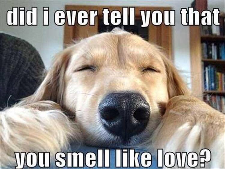 #funny #dog #didIEverTellYou  #that #youSmellLike #love 😺Tag your friends!!!