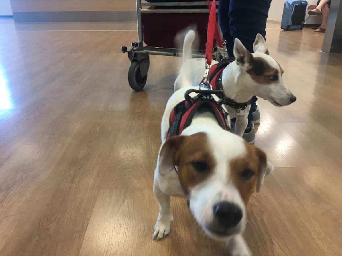 AeroportoPa's tweet photo. #Palermo Il più spavaldo è Tommy, mentre Pepe fa l'indifferente. Viaggiate con i vostri amici a quattro zampe ;) https://t.co/wf7dfVEFga