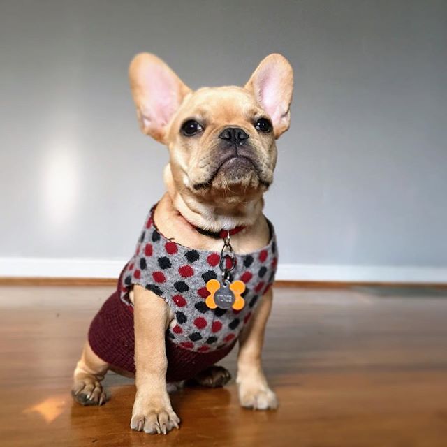 PetsBest's tweet photo. Congratulations to Andrea B. and her pup, @VinceCincy, the winner of the Pets Best Back to School Giveaway!
#PetsBest #Back2School https://t.co/10muDduYRg