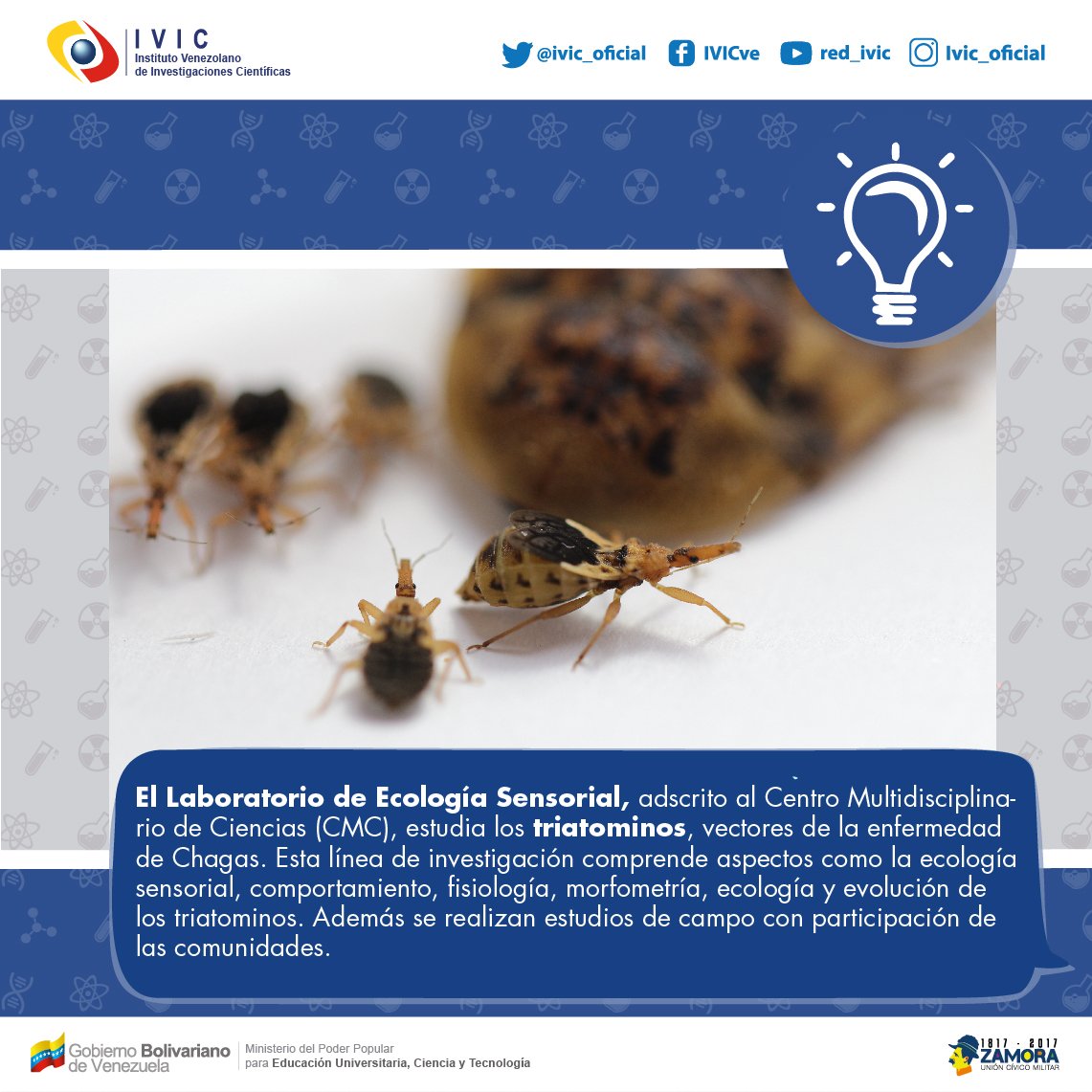 IVICdeMerida's tweet image. ¿Sabías que el Laboratorio de Ecología Sensorial adscrito al Centro Multidisciplinario de Ciencias de @IVIC_oficial estudia los triatominos?