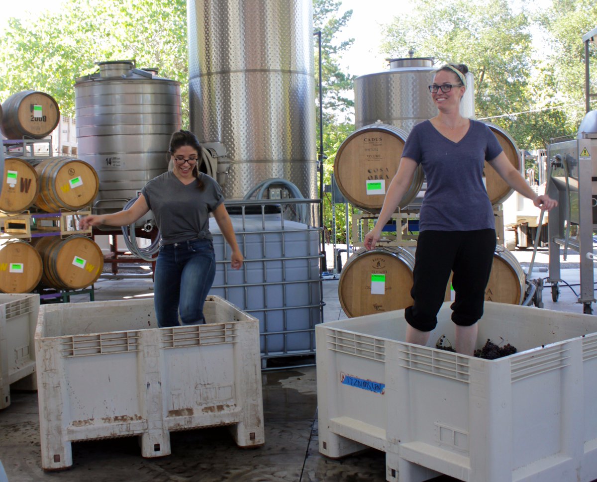 Stomping Grenache for #Rose!  
#alexandervalley #sonomacounty #wineroad